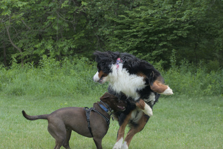 20250602_BIRDS and dog park and MORE BIRDS__DSC0349_.jpg