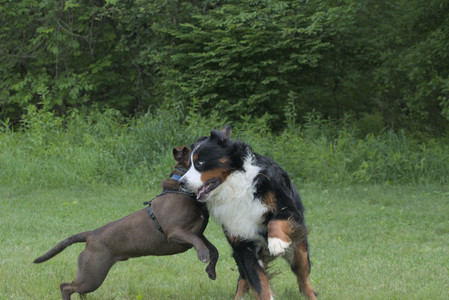 20250602_BIRDS and dog park and MORE BIRDS__DSC0350_.jpg