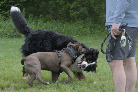 20250602_BIRDS and dog park and MORE BIRDS__DSC0352_.jpg