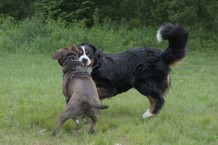 20250602_BIRDS and dog park and MORE BIRDS__DSC0354_.jpg