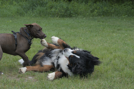 20250602_BIRDS and dog park and MORE BIRDS__DSC0357_.jpg