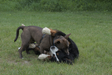 20250602_BIRDS and dog park and MORE BIRDS__DSC0358_.jpg