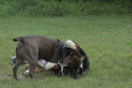 20250602_BIRDS and dog park and MORE BIRDS__DSC0361_.jpg