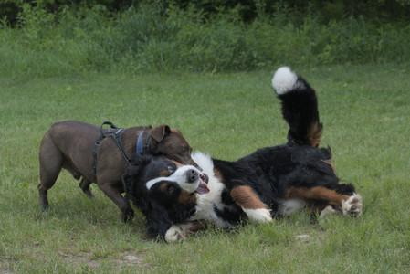 20250602_BIRDS and dog park and MORE BIRDS__DSC0370_.jpg