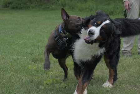 20250602_BIRDS and dog park and MORE BIRDS__DSC0376_.jpg