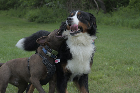 20250602_BIRDS and dog park and MORE BIRDS__DSC0379_.jpg