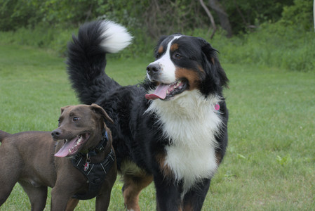 20250602_BIRDS and dog park and MORE BIRDS__DSC0381_.jpg