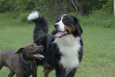 20250602_BIRDS and dog park and MORE BIRDS__DSC0385_.jpg