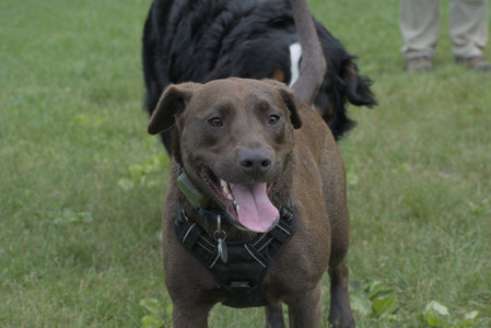 20250602_BIRDS and dog park and MORE BIRDS__DSC0393_.jpg