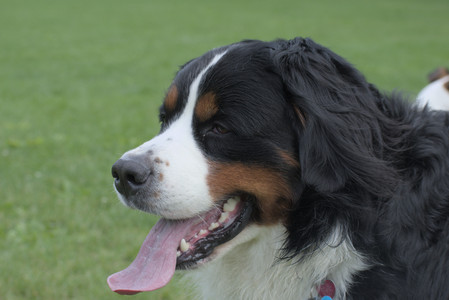 20250602_BIRDS and dog park and MORE BIRDS__DSC0399_.jpg