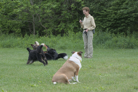 20250602_BIRDS and dog park and MORE BIRDS__DSC0407_.jpg