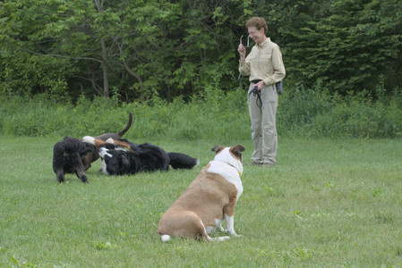 20250602_BIRDS and dog park and MORE BIRDS__DSC0408_.jpg