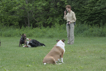 20250602_BIRDS and dog park and MORE BIRDS__DSC0409_.jpg