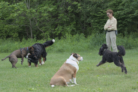 20250602_BIRDS and dog park and MORE BIRDS__DSC0425_.jpg