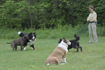 20250602_BIRDS and dog park and MORE BIRDS__DSC0427_.jpg