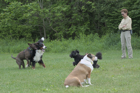 20250602_BIRDS and dog park and MORE BIRDS__DSC0428_.jpg