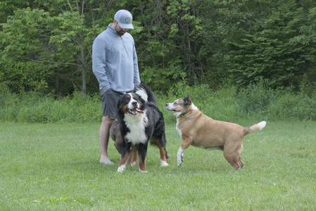 20250602_BIRDS and dog park and MORE BIRDS__DSC0434_.jpg