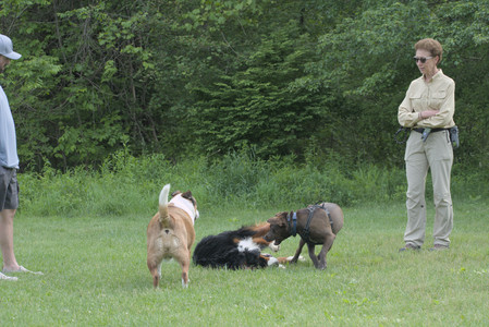 20250602_BIRDS and dog park and MORE BIRDS__DSC0436_.jpg