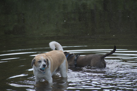 20250602_BIRDS and dog park and MORE BIRDS__DSC0464_.jpg