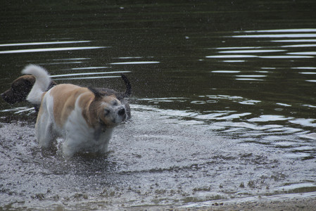 20250602_BIRDS and dog park and MORE BIRDS__DSC0469_.jpg