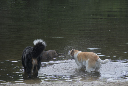 20250602_BIRDS and dog park and MORE BIRDS__DSC0473_.jpg