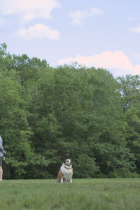 20250602_BIRDS and dog park and MORE BIRDS__DSC0476_.jpg