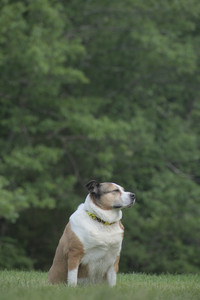 20250602_BIRDS and dog park and MORE BIRDS__DSC0478_.jpg