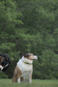 20250602_BIRDS and dog park and MORE BIRDS__DSC0479_.jpg