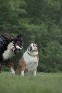 20250602_BIRDS and dog park and MORE BIRDS__DSC0480_.jpg