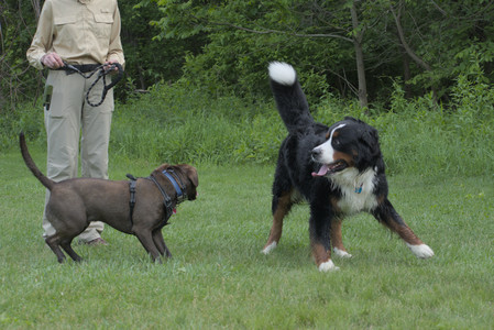 20250602_BIRDS and dog park and MORE BIRDS__DSC0483_.jpg