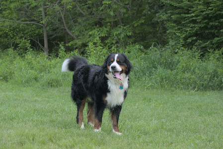 20250602_BIRDS and dog park and MORE BIRDS__DSC0486_.jpg