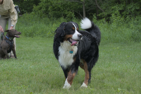 20250602_BIRDS and dog park and MORE BIRDS__DSC0488_.jpg