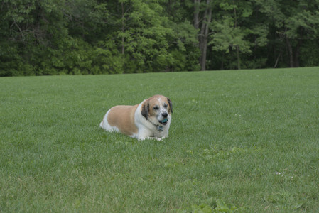 20250602_BIRDS and dog park and MORE BIRDS__DSC0489_.jpg