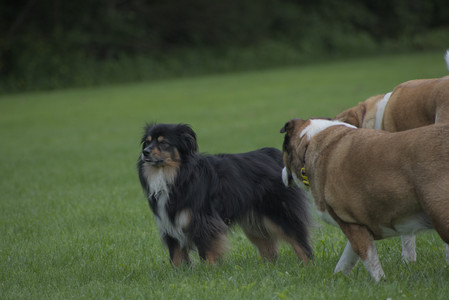 20250602_BIRDS and dog park and MORE BIRDS__DSC0492_.jpg