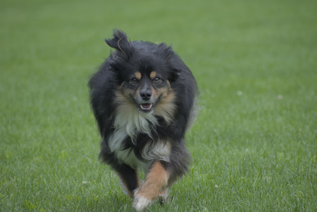 20250602_BIRDS and dog park and MORE BIRDS__DSC0493_.jpg