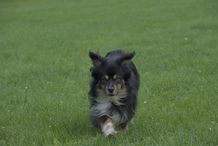 20250602_BIRDS and dog park and MORE BIRDS__DSC0495_.jpg