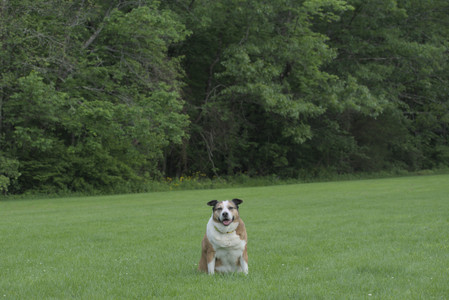 20250602_BIRDS and dog park and MORE BIRDS__DSC0502_.jpg