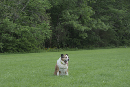 20250602_BIRDS and dog park and MORE BIRDS__DSC0505_.jpg