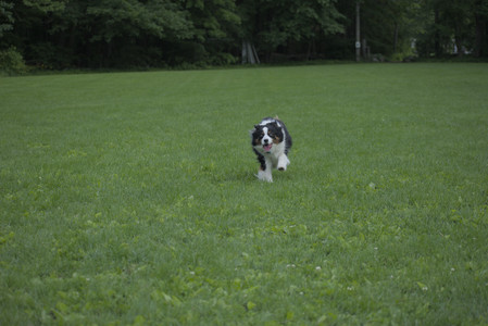 20250602_BIRDS and dog park and MORE BIRDS__DSC0507_.jpg