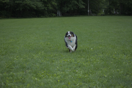 20250602_BIRDS and dog park and MORE BIRDS__DSC0508_.jpg