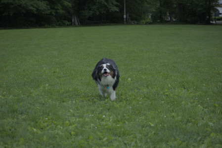 20250602_BIRDS and dog park and MORE BIRDS__DSC0509_.jpg