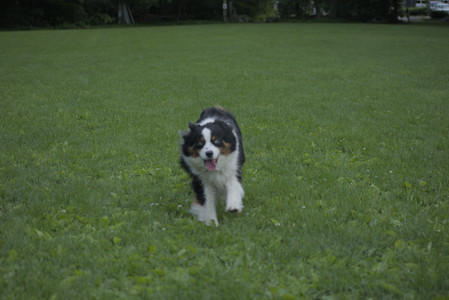 20250602_BIRDS and dog park and MORE BIRDS__DSC0510_.jpg