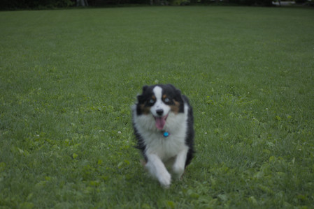 20250602_BIRDS and dog park and MORE BIRDS__DSC0511_.jpg