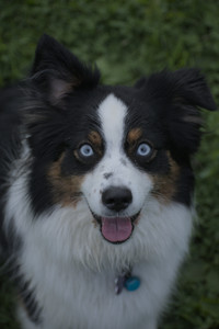 20250602_BIRDS and dog park and MORE BIRDS__DSC0513_.jpg