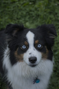 20250602_BIRDS and dog park and MORE BIRDS__DSC0517_.jpg