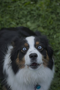 20250602_BIRDS and dog park and MORE BIRDS__DSC0518_.jpg