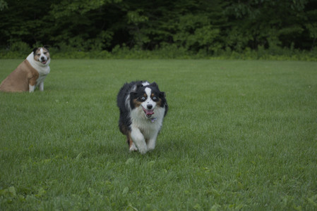 20250602_BIRDS and dog park and MORE BIRDS__DSC0520_.jpg