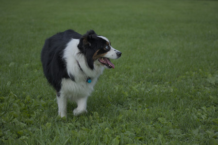 20250602_BIRDS and dog park and MORE BIRDS__DSC0523_.jpg