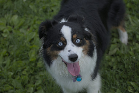 20250602_BIRDS and dog park and MORE BIRDS__DSC0526_.jpg