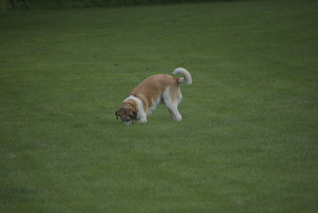 20250602_BIRDS and dog park and MORE BIRDS__DSC0528_.jpg